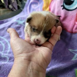 Muffin - White and red female Pembroke Welsh Corgi puppy in Aleppo, Pennsylvania from Donna's Corgis