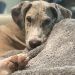 "Duke" Great Dane Puppies from Little Tree Kennels