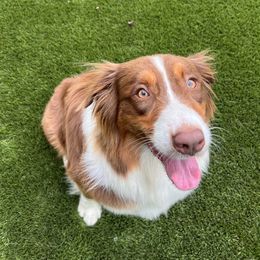 Zoey - Australian Shepherd