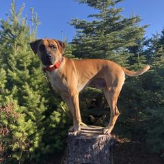 Riddick - Black Mouth Cur