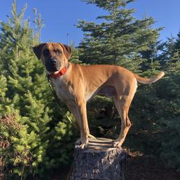 Riddick - Black Mouth Cur