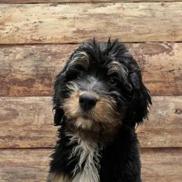 Bernedoodles from Farm Sweet Farm Doodles