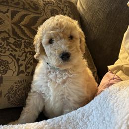 Blaze - Cream female Poodle puppy in St. Johnsbury, Vermont from Poodles of the Northern Woods