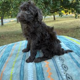 Wren F1B - Red female Aussiedoodle puppy in Oklahoma City, Oklahoma from Foneb Farm - The F1B Farm