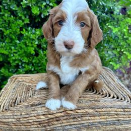 Girl- Minnie - Red  female Goldendoodle puppy in Ozark, Missouri from Halo Doodles
