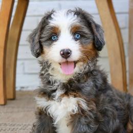 Bernedoodles and Goldendoodles from Teddy Puppies