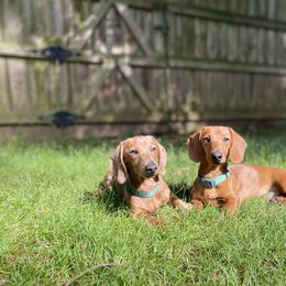 Dachshund All Grown Up from RVA Dachshunds