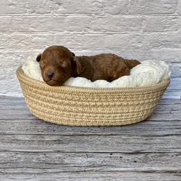Lucky (AKC) - Red  male Poodle puppy in Riverside, California from Red Toy Poodle World