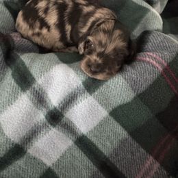Dachshund Puppies from Twinkle Dachs