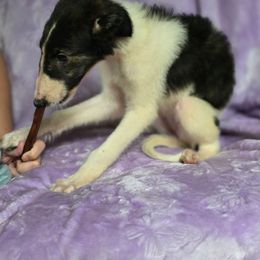 Bella - Mahogany brindle female Borzoi puppy in Columbia, North Carolina from Muse Borzoi