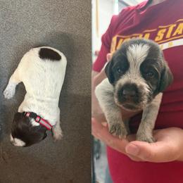 Red - Brown and gray male Wirehaired Pointing Griffon puppy in New Virginia, Iowa from Heritage Hills WPGs