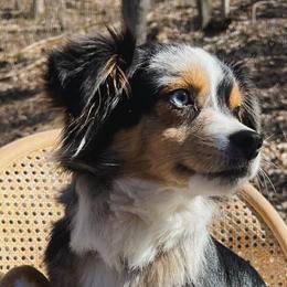 Indie - Toy Australian Shepherd