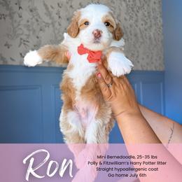 Ron - Red male Bernedoodle puppy in South Jordan, Utah from Wonderful World Doodles