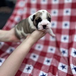 Bulldog Puppies from Sweet Rolls