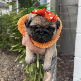 Bulldog and Pug Puppies from The Pugarazzi