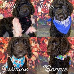 Goldendoodle Puppies from Zeusthemoosedoodles
