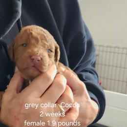 Grey collar Cocoo - Chocolate female Goldendoodle puppy in Fairmount, Indiana from Capens' Doodles,Poodles and Poo's