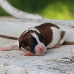 Barney - Red male Whoodle puppy in West Bend, Iowa from Blue Skies Terriers