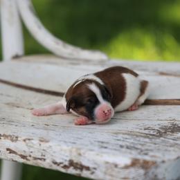 Barney - Red male Whoodle puppy in West Bend, Iowa from Blue Skies Terriers
