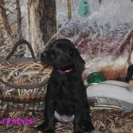 Labrador Retriever Puppies from Copper Creek Outfitters and Kennel