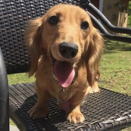 Dachshunds and Pembroke Welsh Corgis from Rockstar.Weiners