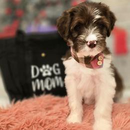 Marilyn - Brown female Double Doodle puppy in Prescott Valley, Arizona from Ramirez Family Doodles
