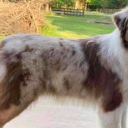 Australian Shepherds from Renegade Performance Australian Shepherds