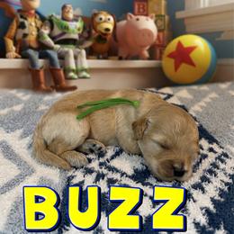 Buzz - Apricot male Goldendoodle puppy in Houston, Texas from Golden Life Doodles
