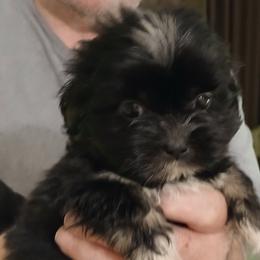 Lhasa Apso Puppies from Cynthia's Lhasa Apsos