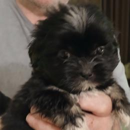 Lhasa Apso Puppies from Cynthia's Lhasa Apsos