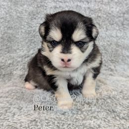 Pomsky puppies from Chi-Town Pomsky