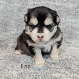 Pomsky puppies from Chi-Town Pomsky