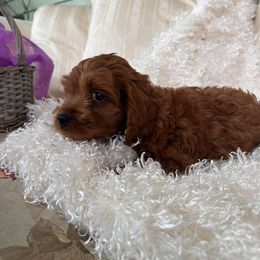 Cavapoo Puppies from Dotties Lil Blessings