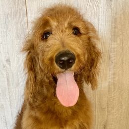 Goldie - Red  Goldendoodle puppy in Houston, Texas from Golden Life Doodles