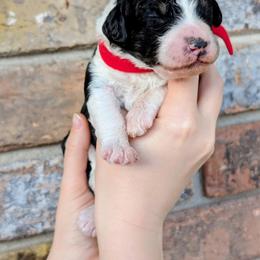 Mardi - Tri-color male Bernedoodle puppy in Beaumont, Texas from Joy's Dood Ranch
