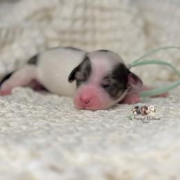Luna - Piebald female Dachshund puppy in Merced, California from The Graceful Dachshund Kennel