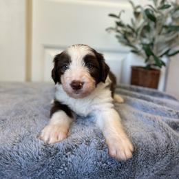 Macaroni - White and red male Bordoodle puppy in Valley Center, California from Circle R Valley Bordoodls