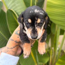 Romeo - Dapple male Dachshund puppy in El Cajon, California from Lisa Buxton