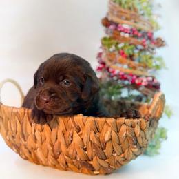 Junebug - Chocolate female Labrador Retriever puppy in Isle, Minnesota from Dog Ear Outfitters