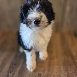 Boy 2 - Black tri-color male Aussiedoodle puppy in Mouth Of Wilson, Virginia from Holly Ridge Aussies, Aussiedoodles & Corgis
