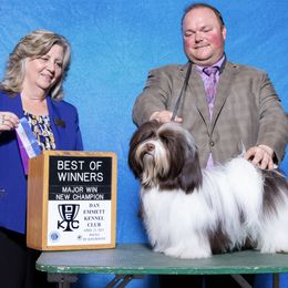 Rizo - Havanese