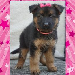 Nala - Black and red female German Shepherd puppy in Muldrow, Oklahoma from Reizarf Kennels