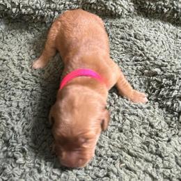 Atlanta (dark pink female) - Dark golden female Golden Retriever puppy in Stigler, Oklahoma from Red MAX Golden Retrievers