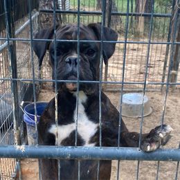 Piper - Brindle female Boxer puppy in Hartsville, South Carolina from Amy's Boxers