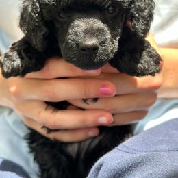 Black Gold... - Black male Poodle puppy in Leesville, Louisiana from BlackGoldToyPoodles