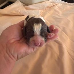 Girl 2 - Liver and white female English Springer Spaniel puppy in Wells, Vermont from Everyday Sunshine Springers