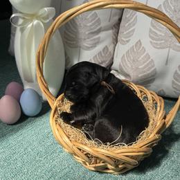 Boy 1 - Giant Schnauzer puppy in Sharonville, Ohio from Queen City Giant Schnauzers