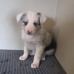 Mochi - Slate merle female Border Collie puppy in Gary, Indiana from Lake Ridge Border Collies