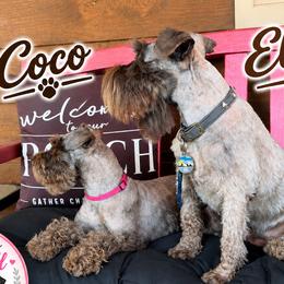 Miniature Schnauzers from Always Blessed Miniature Schnauzers