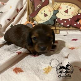 Daisy - cream sable - Cream female Dachshund puppy in East Dover, Vermont from Audet’s Mini Dachshunds